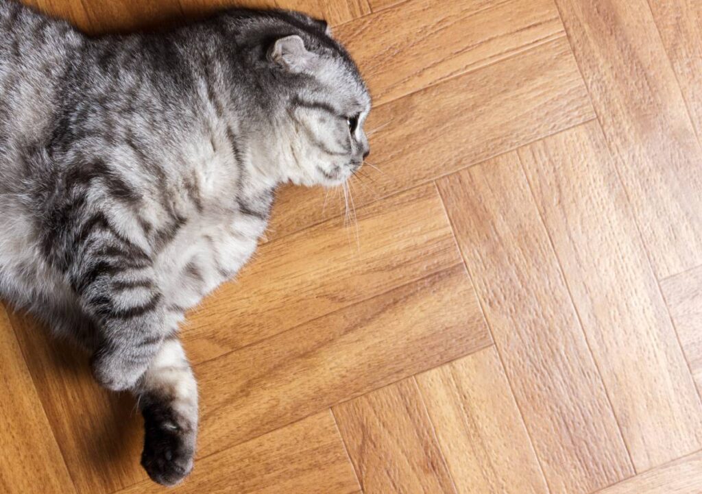 Come prendersi cura del parquet e farlo durare più a lungo: guida ai prodotti e alla manutenzione straordinaria