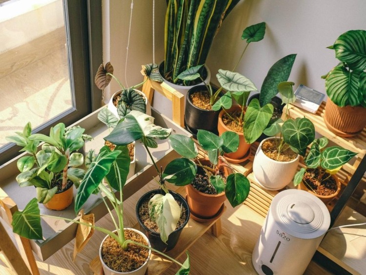 coltivare piante per migliorare l'aria indoor