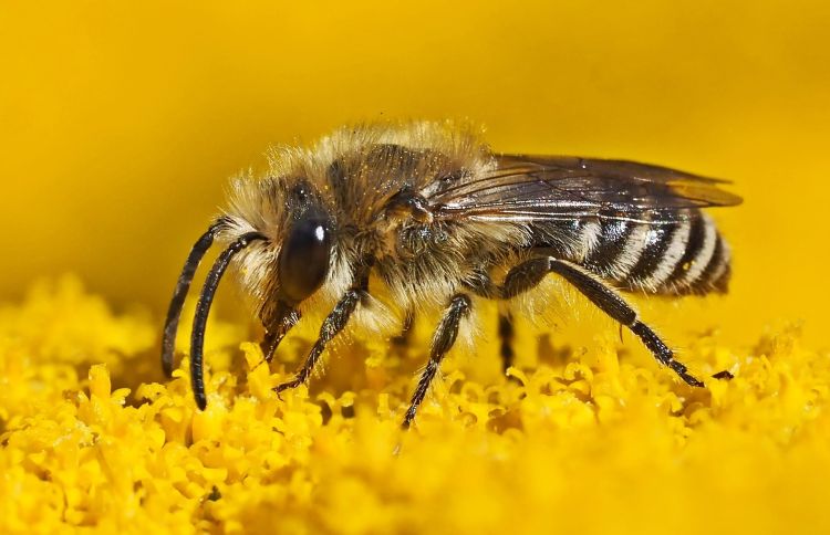 La giornata mondiale delle api porta il giallo nell'arredo di casa