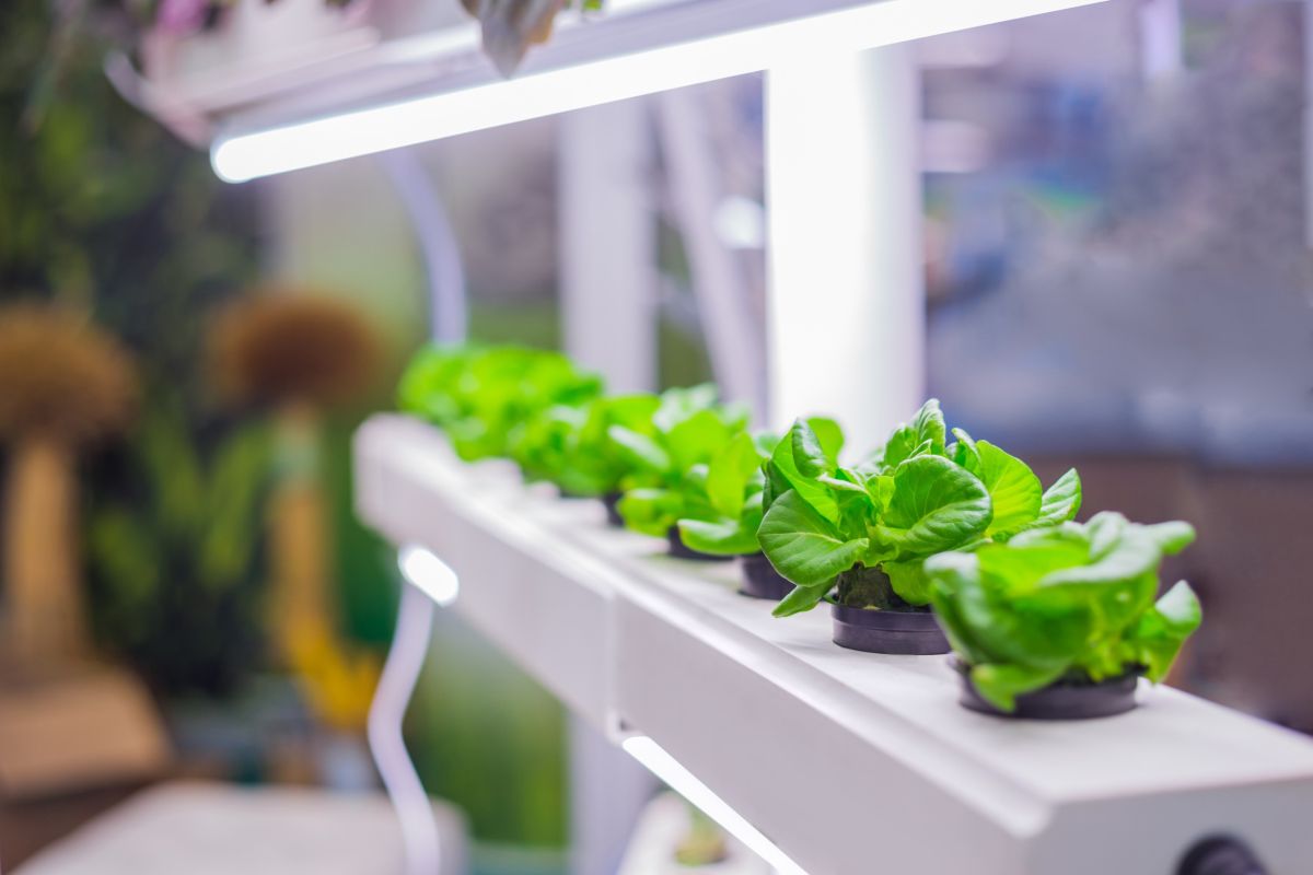 Serre indoor: i vantaggi dei sistemi smart di coltivazione interni