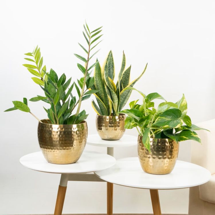 Porta il buonumore nel tuo home office con le piante