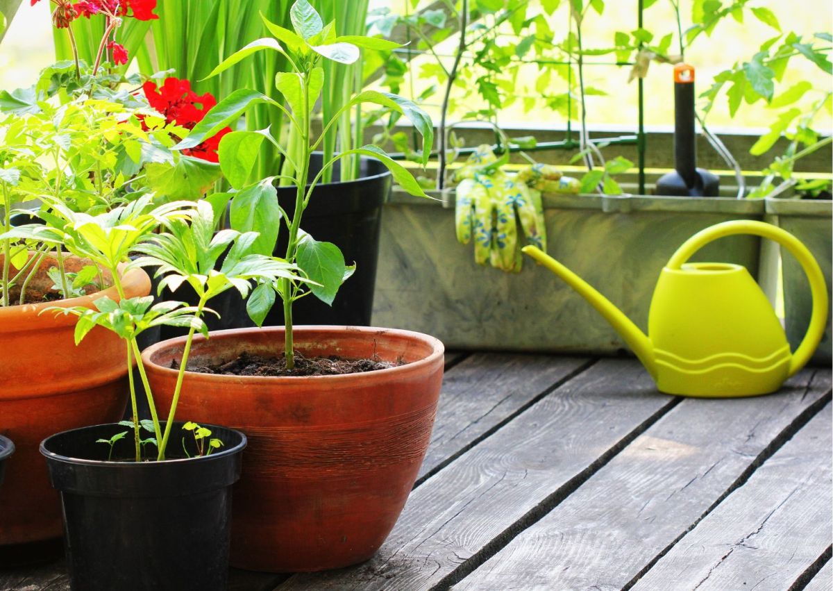L'orto in balcone: cosa e come coltivare sfruttando anche gli spazi ridotti