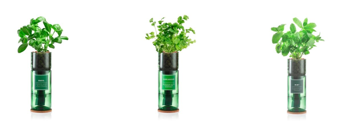 Vaso intelligente Hydro - Herb Kit