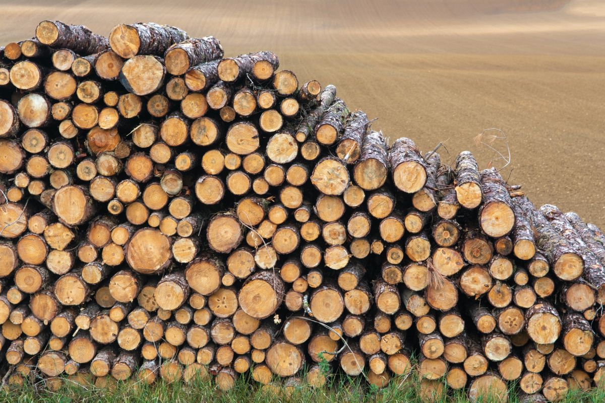 Riscaldamento a biomassa: cosa c'è da sapere