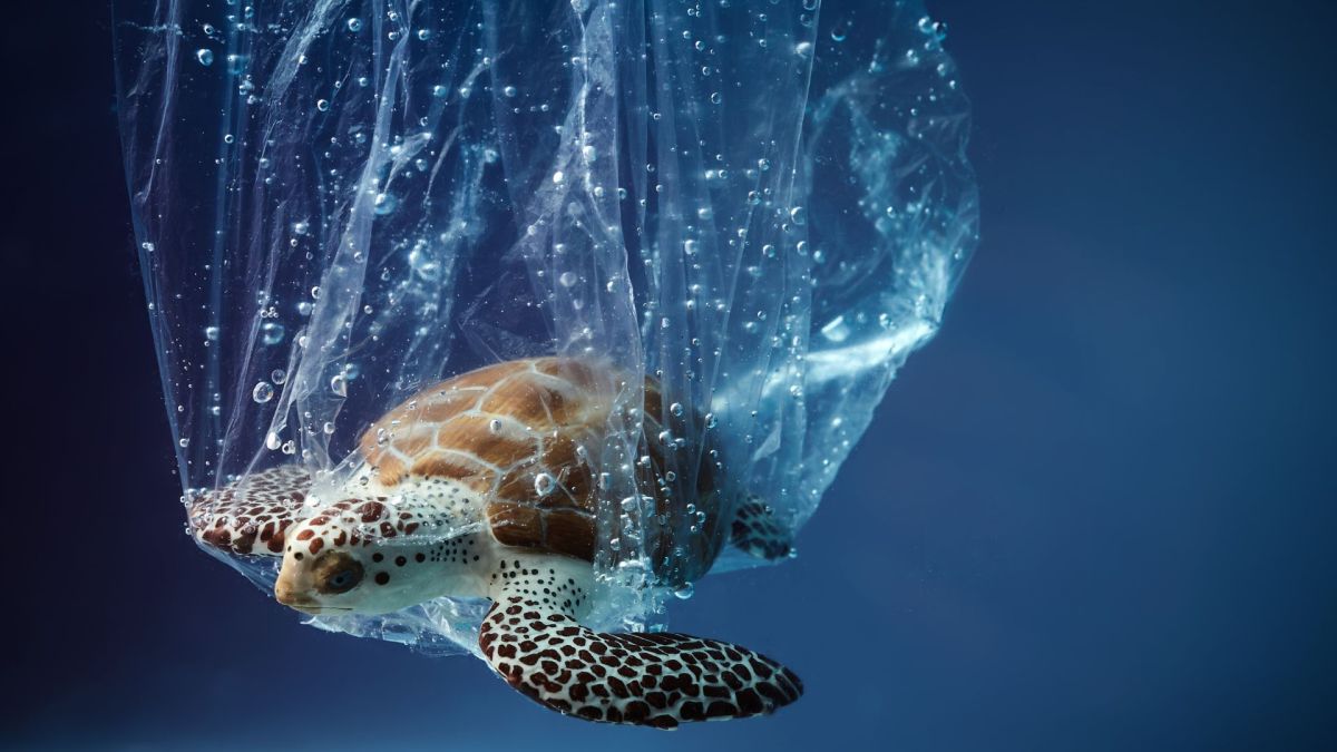 12 settembre, Giornata Mondiale Senza Sacchetti di plastica