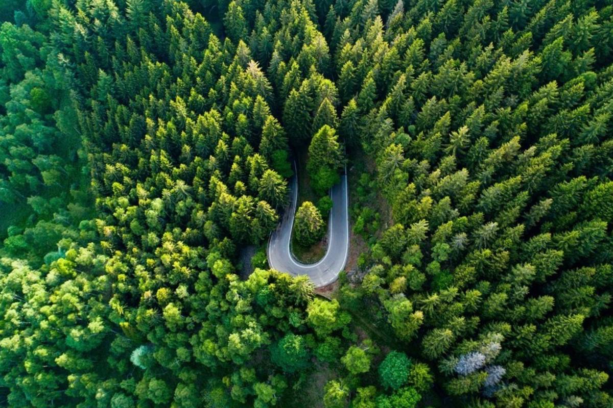 Crescita delle filiera forestali responsabili e boschi certificati FSC in Italia