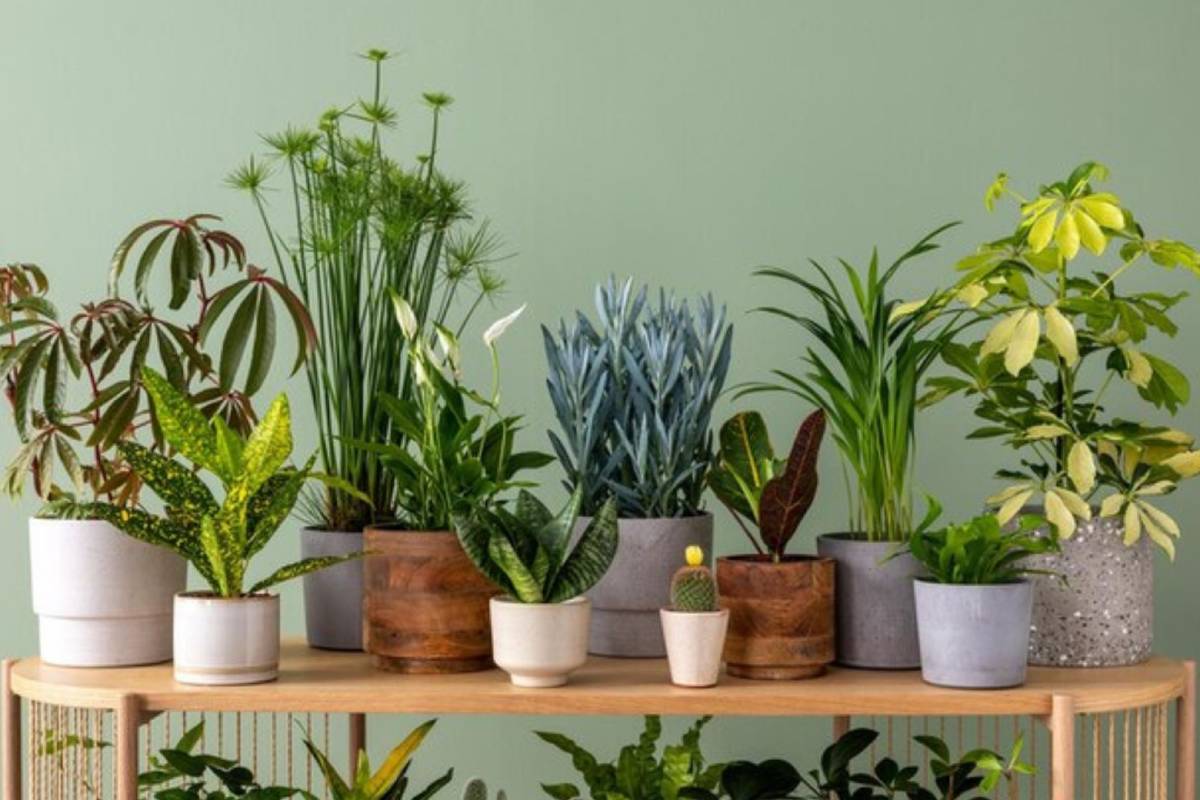 Una casa in verde: le 10 piante di tendenza per il 2024