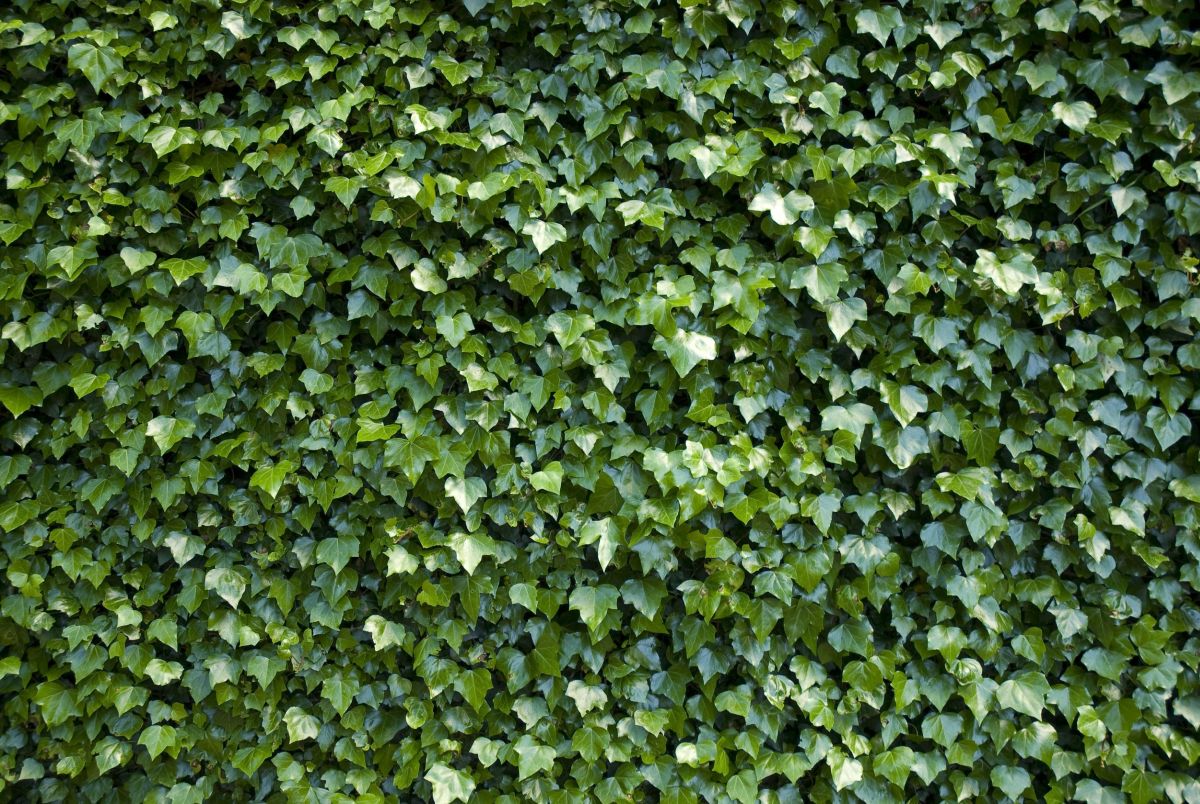 Specie esterne: edera, clematis, glicine