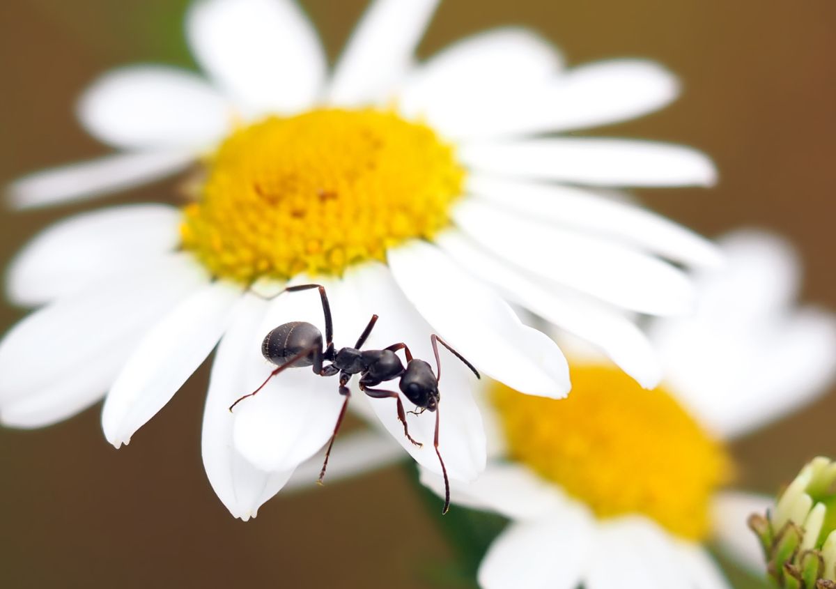 Come eliminare le formiche in casa. Consigli utili e rimedi naturali