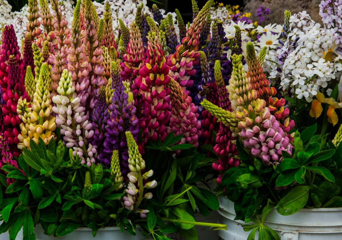 Piante e fiori: 10 fiere sul verde e sul paesaggio da non perdere