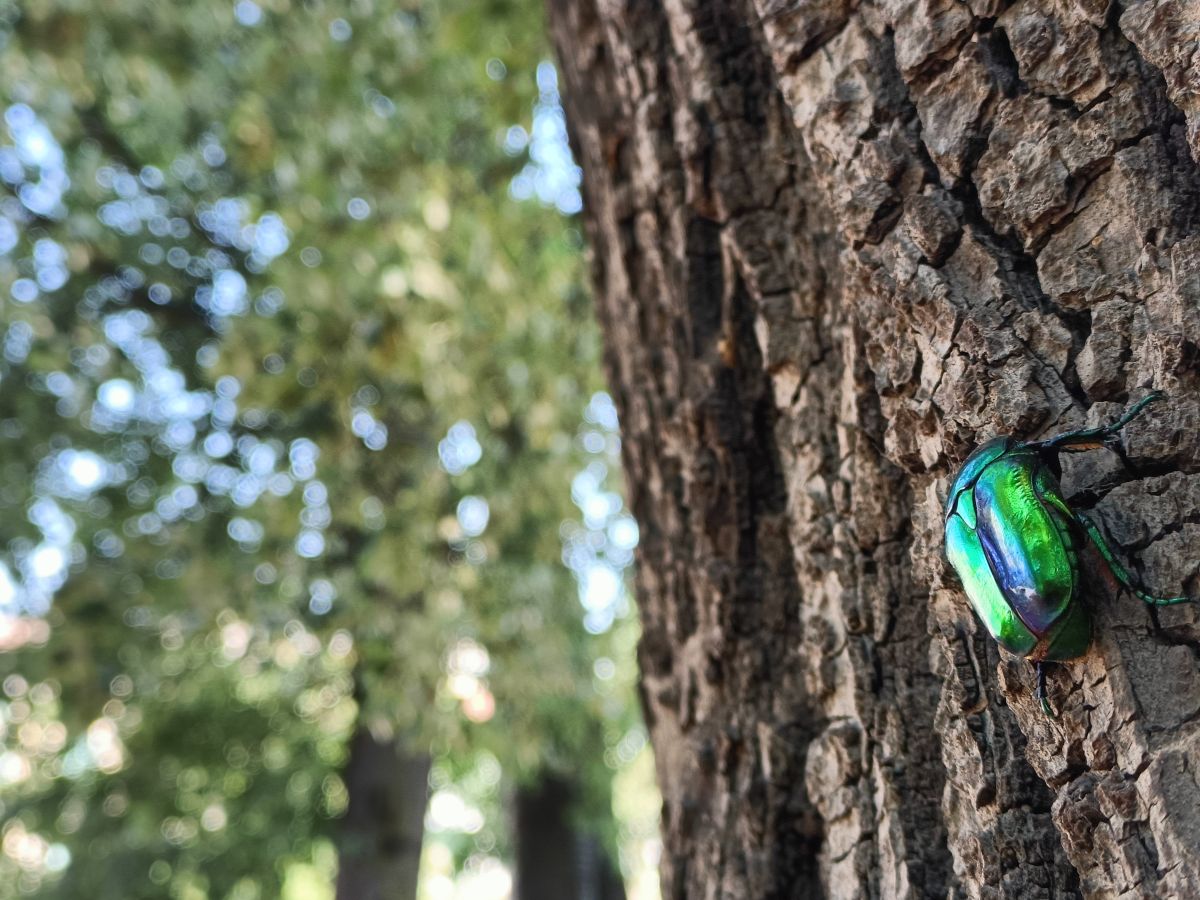 "Viaggio intorno a un albero", La mostra e il ruolo degli alberi-habitat