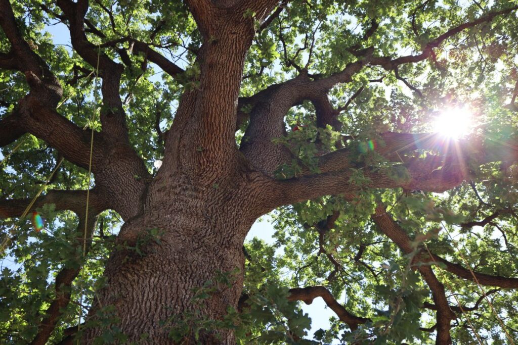 "Viaggio intorno a un albero": la mostra che celebra la biodiversità urbana a Milano