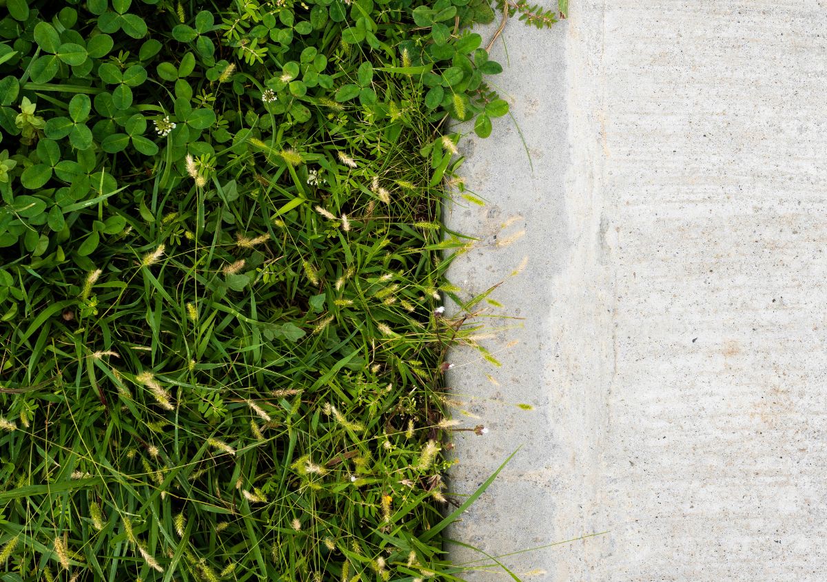 Giardini verticali: cosa sono, come si realizzano in casa con quali benefici e costi