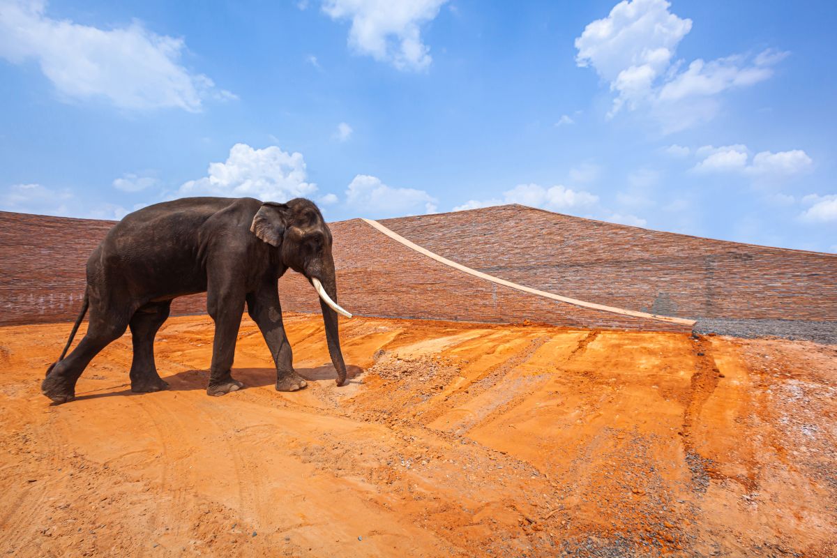 Elephant footprint 