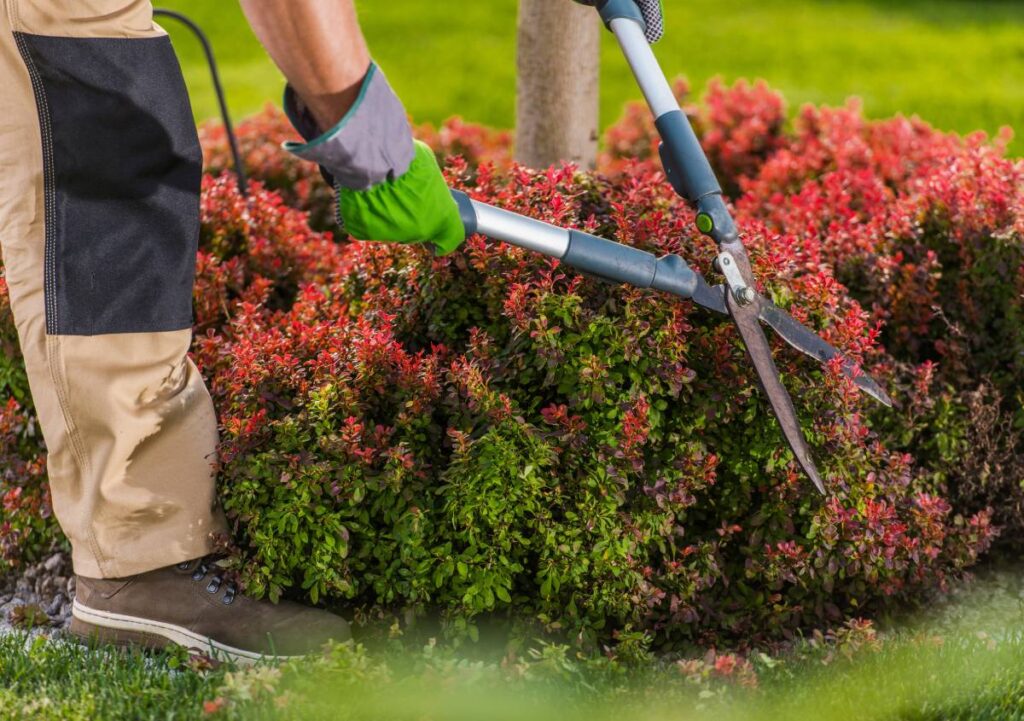 Giardini e manutenzione, 5 passi fondamentali per la primavera/estate