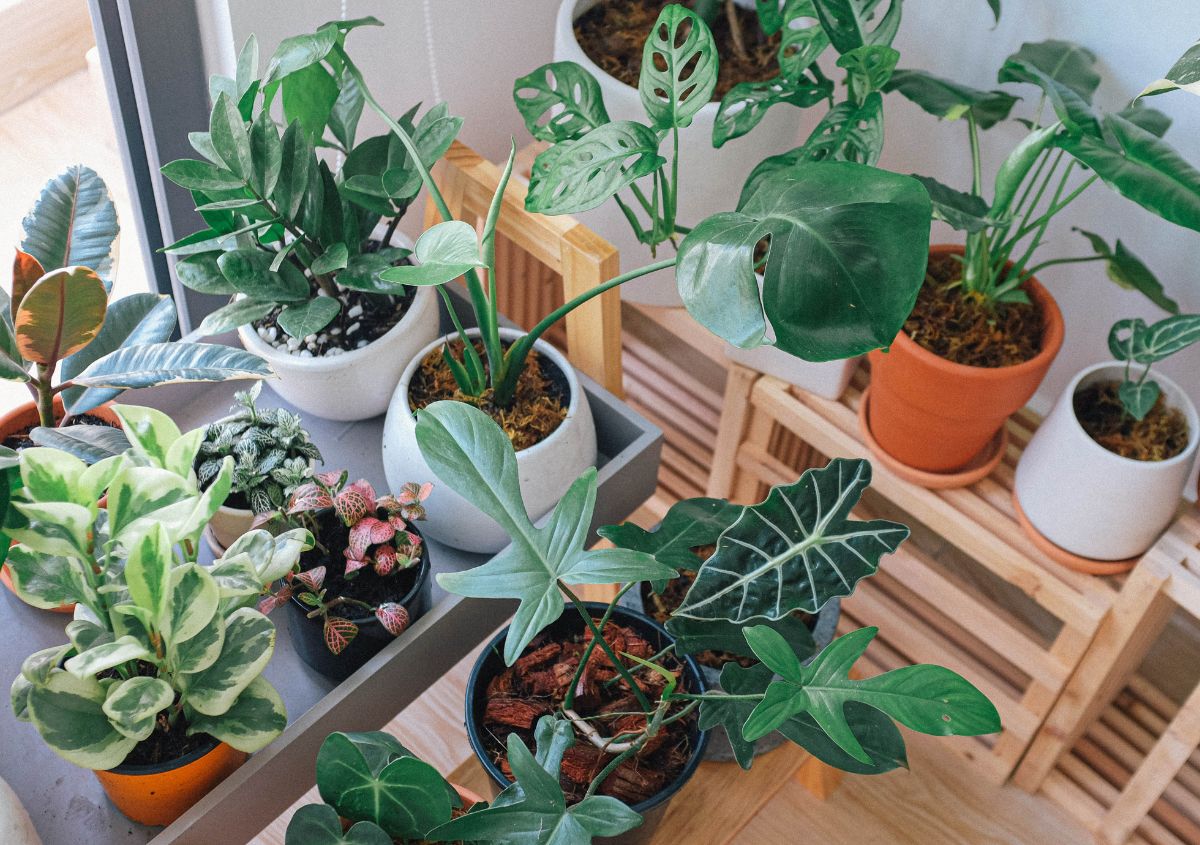 Piante da interno: soluzioni di design green per arredare e vivere meglio la tua casa