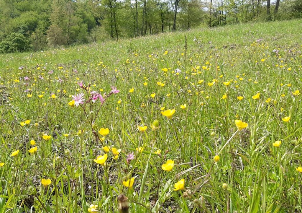 Scavolini e FSC Italia insieme per proteggere la biodiversità delle foreste italiane