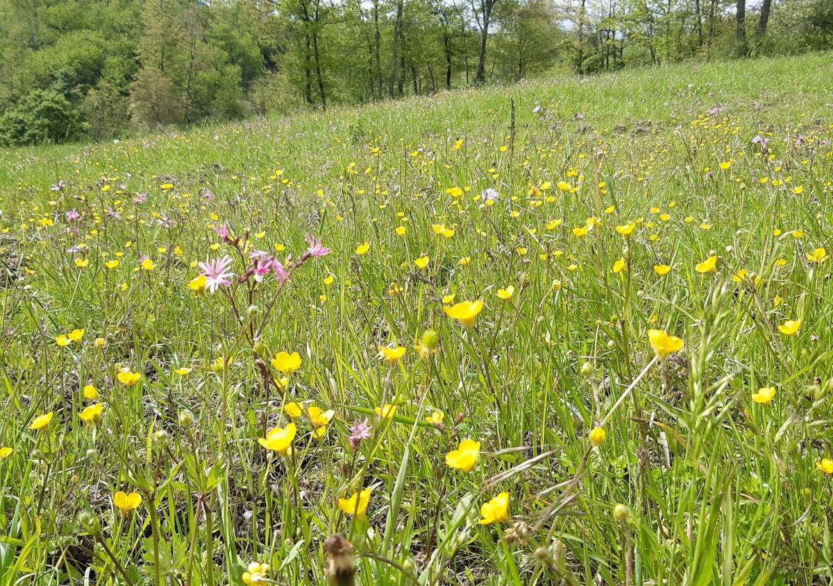 Scavolini e FSC Italia insieme per proteggere la biodiversità delle foreste italiane