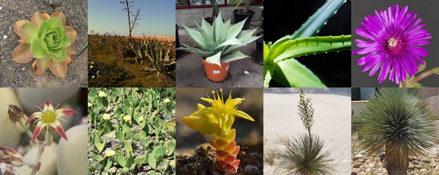 10 piante grasse resistenti sia al caldo che al freddo