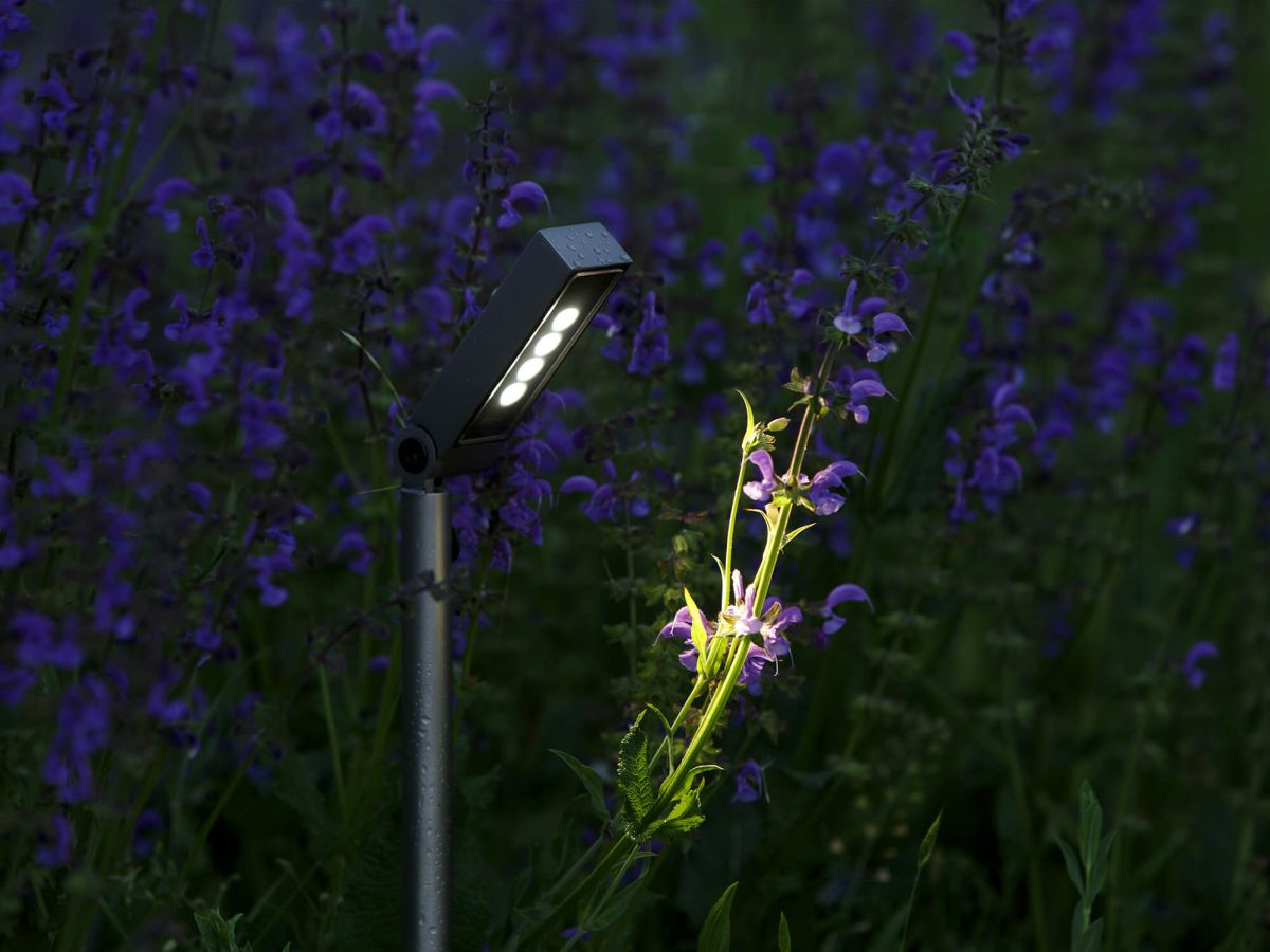 BENTH: il filo d’erba che illumina