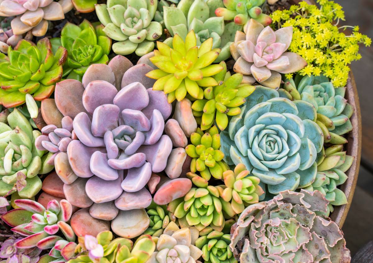 Piante grasse da esterno guida completa per un giardino sempre verde, tutto l’anno
