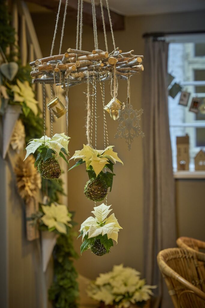 Kokedama di Stella di Natale tra natura sospesa e design botanico