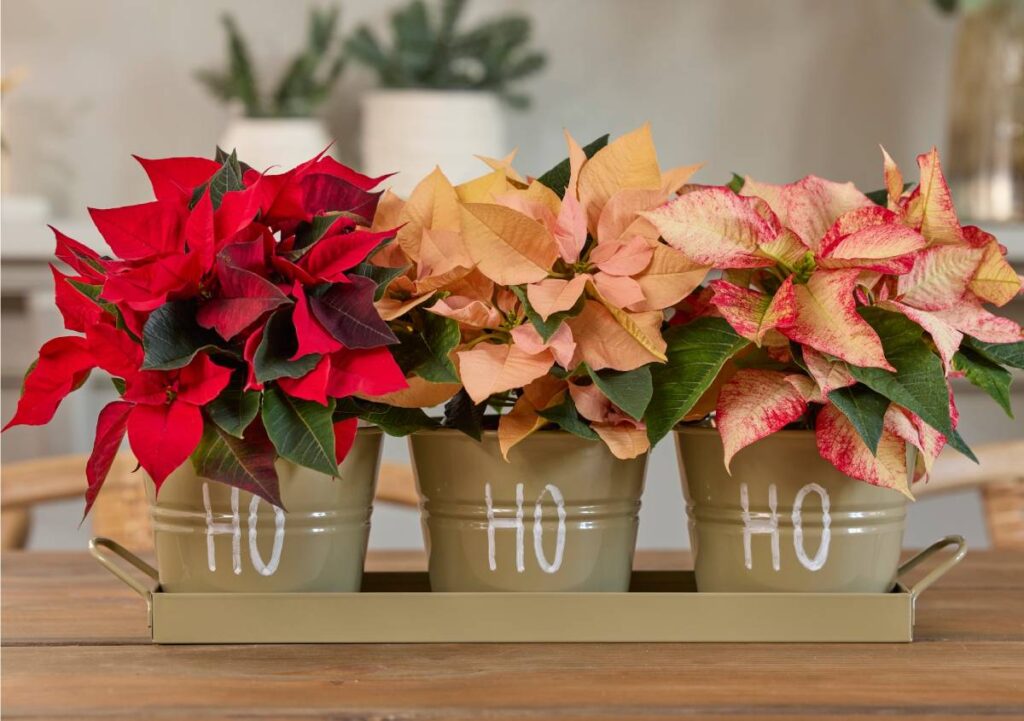 La magia della Stella di Natale: decorazioni creative per le feste