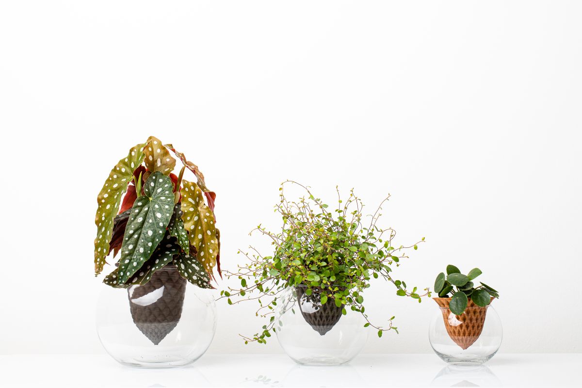 Vasi autoirriganti Common Place: un incontro tra tradizione e innovazione Vasi autoirriganti Common Place: un incontro tra tradizione e innovazione