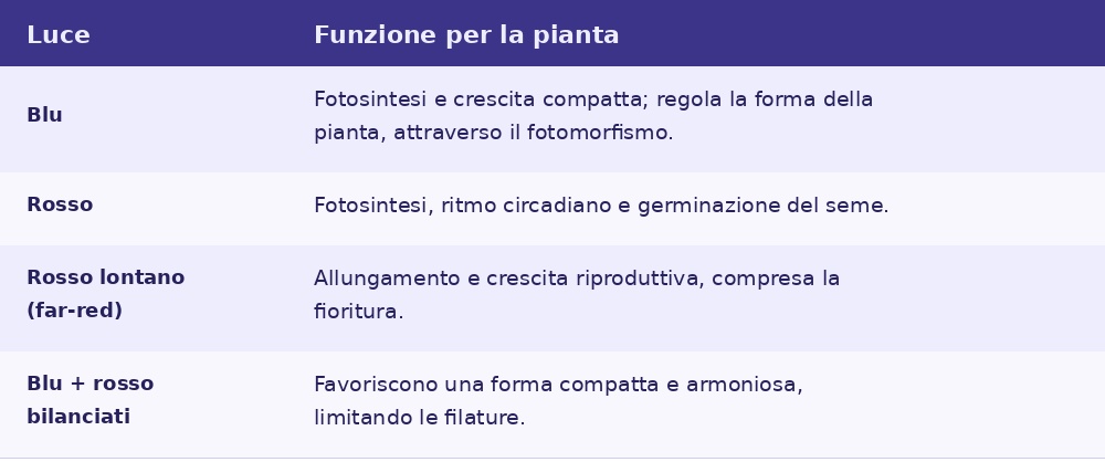 Il colore della luce cambia il comportamento della pianta Il colore della luce cambia il comportamento della pianta