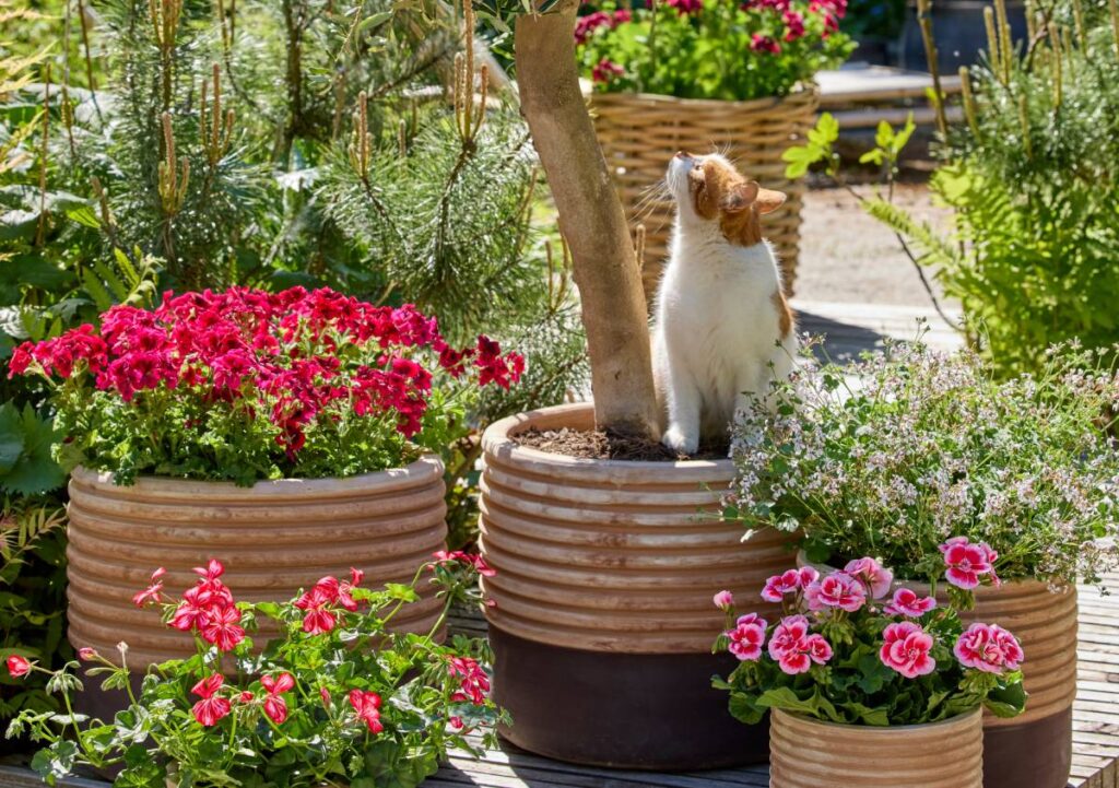 Giardino naturalistico: come trasformare balconi e terrazzi in piccoli ecosistemi con i Gerani