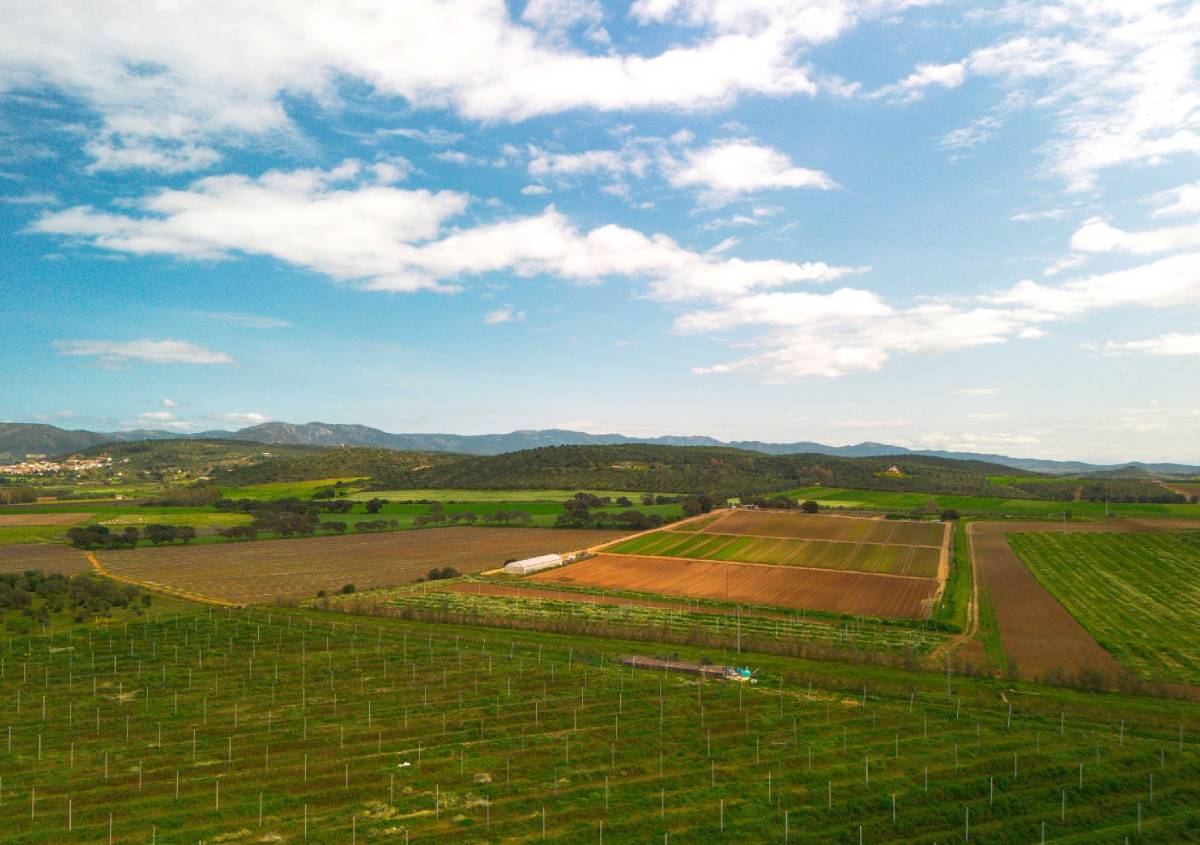 Agricoltura rigenerativa il modello Persea tra avocado, biodiversità e suoli più vitali Agricoltura rigenerativa il modello Persea tra avocado, biodiversità e suoli più vitali