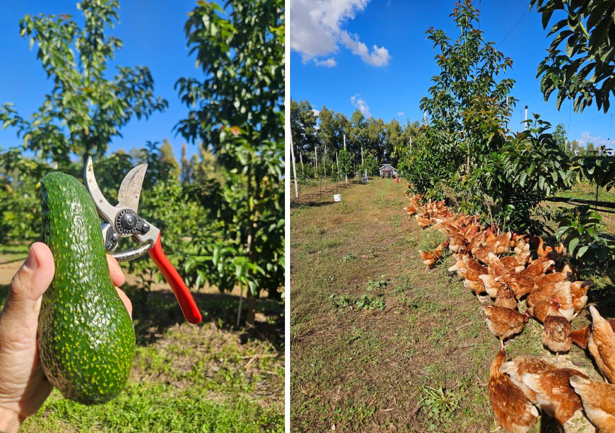 Galline tra gli avocado, insetti e biochar quando i cicli si chiudono Galline tra gli avocado, insetti e biochar quando i cicli si chiudono